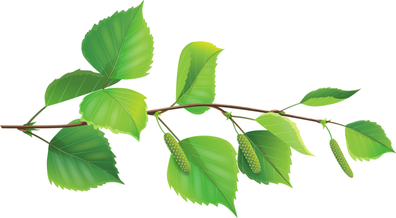 Березовый лист