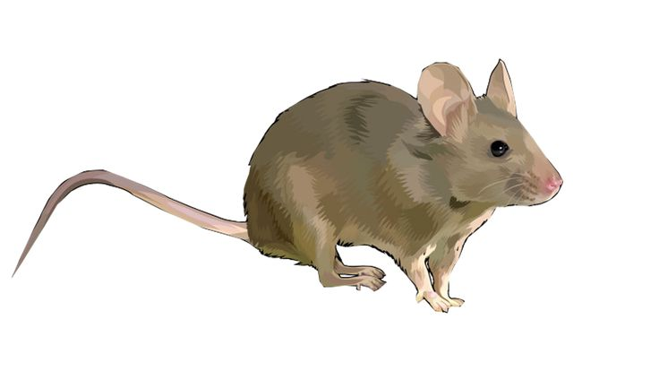 Крыса без фона