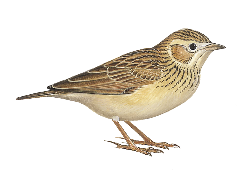 Полевой Жаворонок на белом фоне