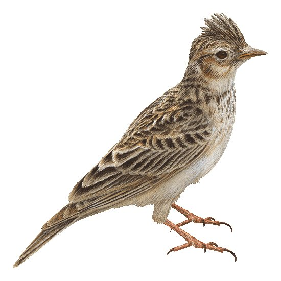 Жаворонок для детей