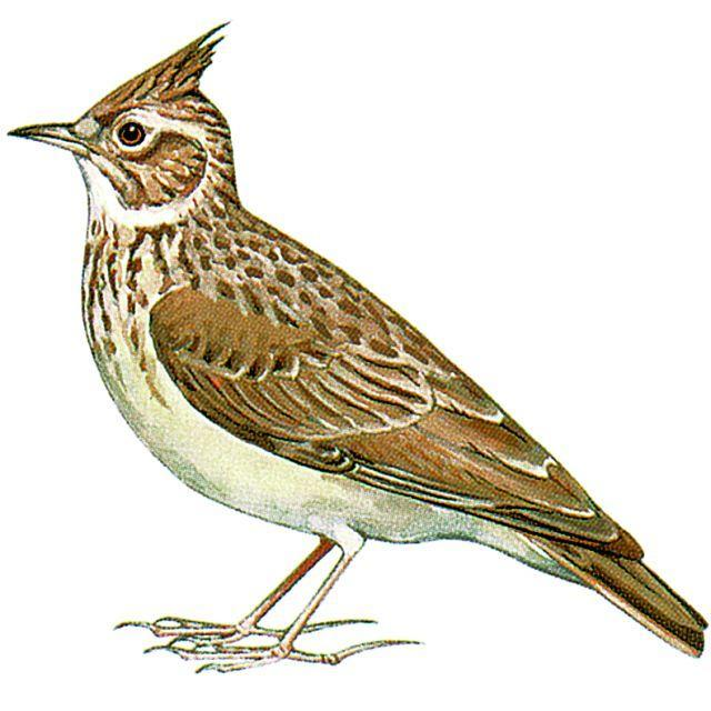 Полевой Жаворонок