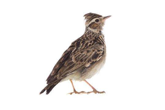 Жаворонок для детей