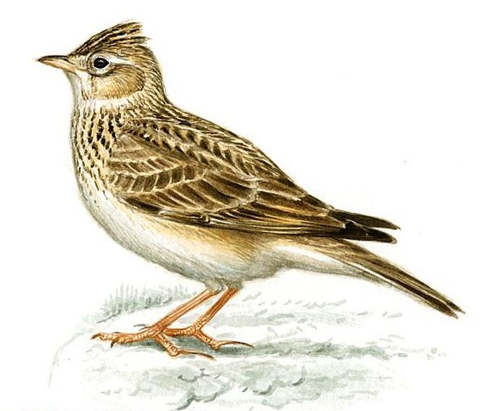 Полевой Жаворонок Перелетная птица
