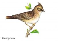 Жаворонок на белом фоне