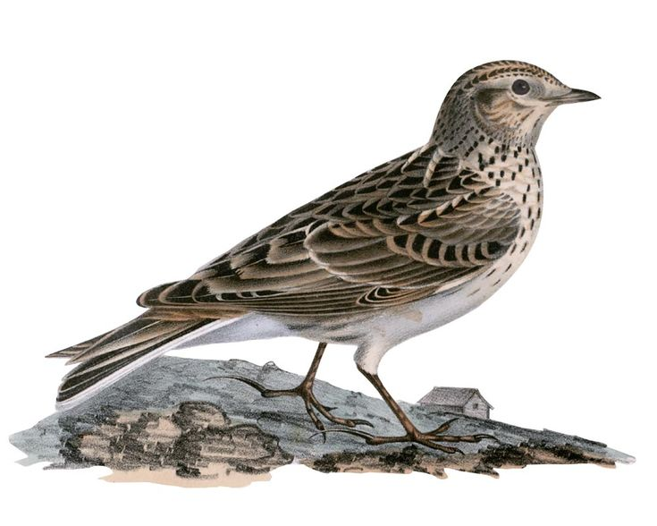 Полевой Жаворонок на белом фоне