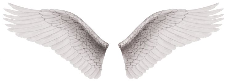 Крылья ангела на белом фоне