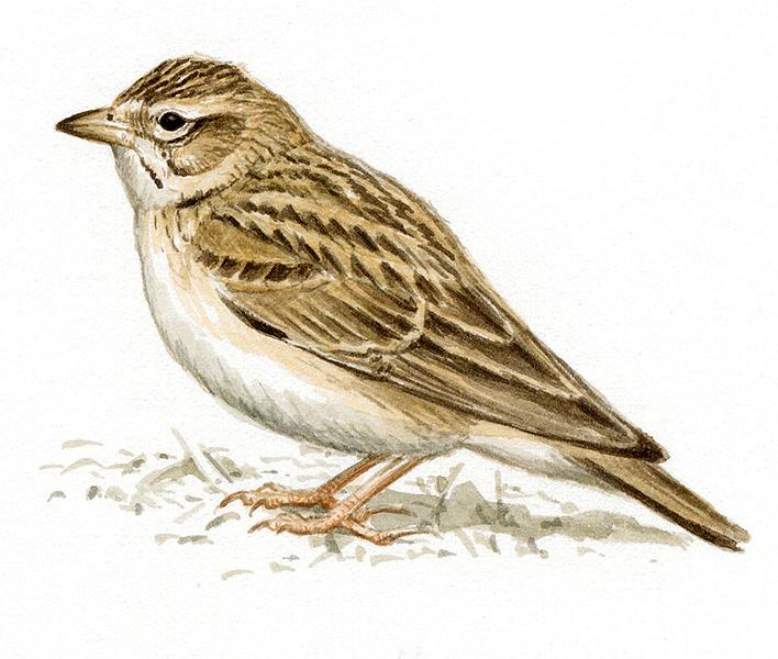 Жаворонок картинка для детей