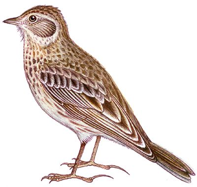 Картина Жаворонок для детей