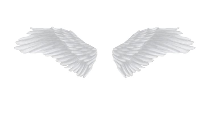 Крылья ангела на белом фоне