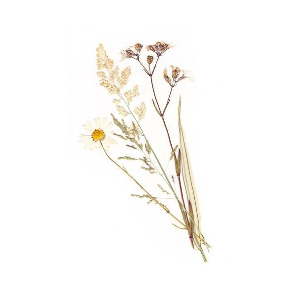 Осока сухоцвет