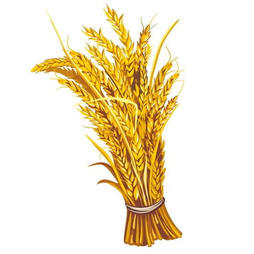 Колосья пшеницы