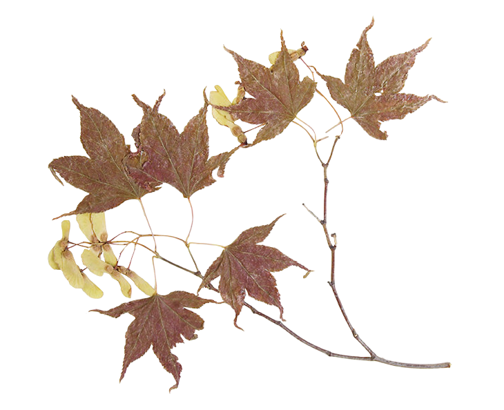 Гербарий на прозрачном фоне