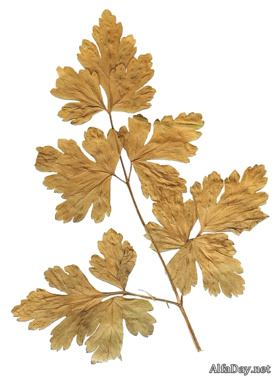 Засушенные листья