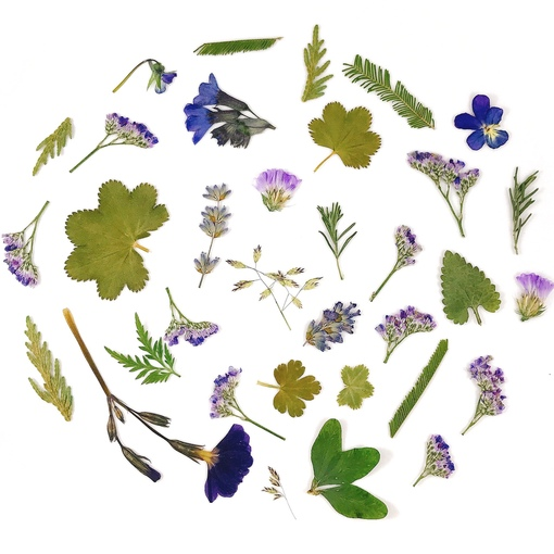 Гербарий без фона