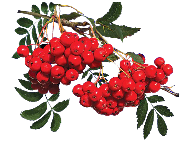Ветка рябины