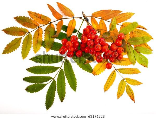 Рябина на белом фоне