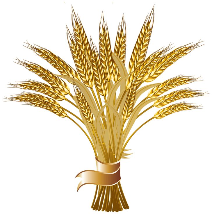 Сноп пшеницы