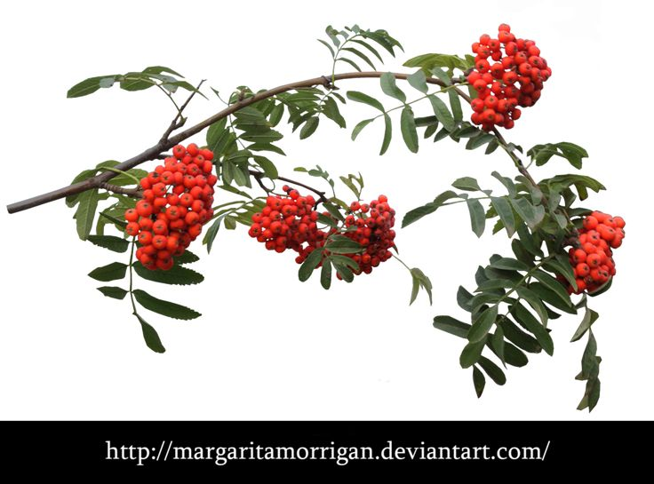 Гроздь рябины