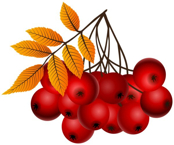 Осенняя ветка рябины