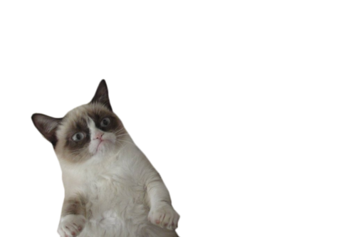 Злой кот на белом фоне