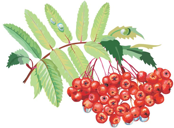 Рябина на белом фоне