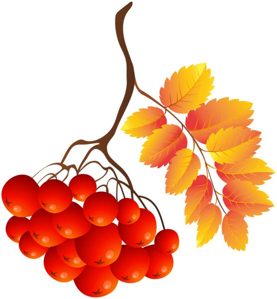 Осенняя ветка рябины