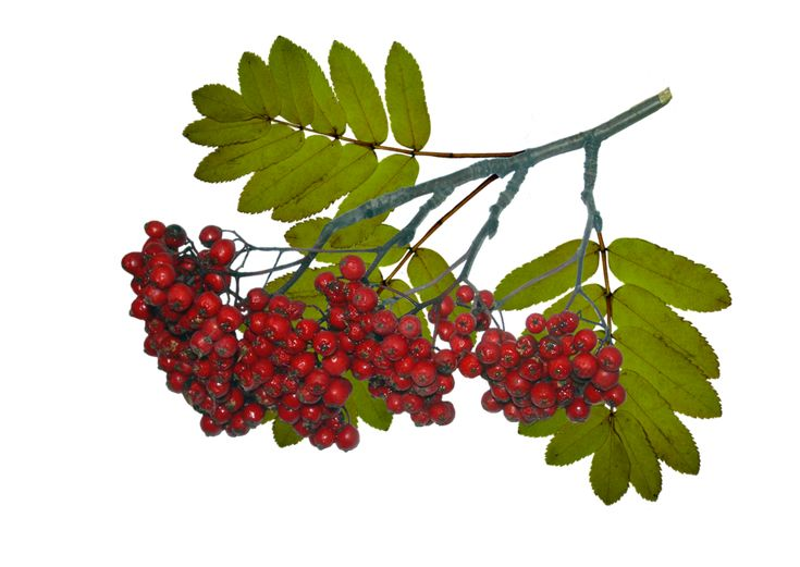 Кисть рябины гроздь калины