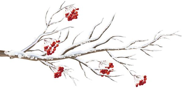 Ветка дерева на белом фоне