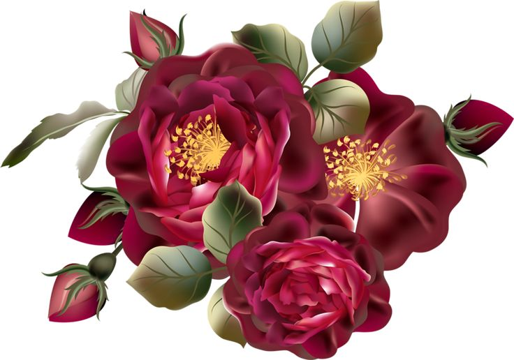 Цветы на прозрачном фоне