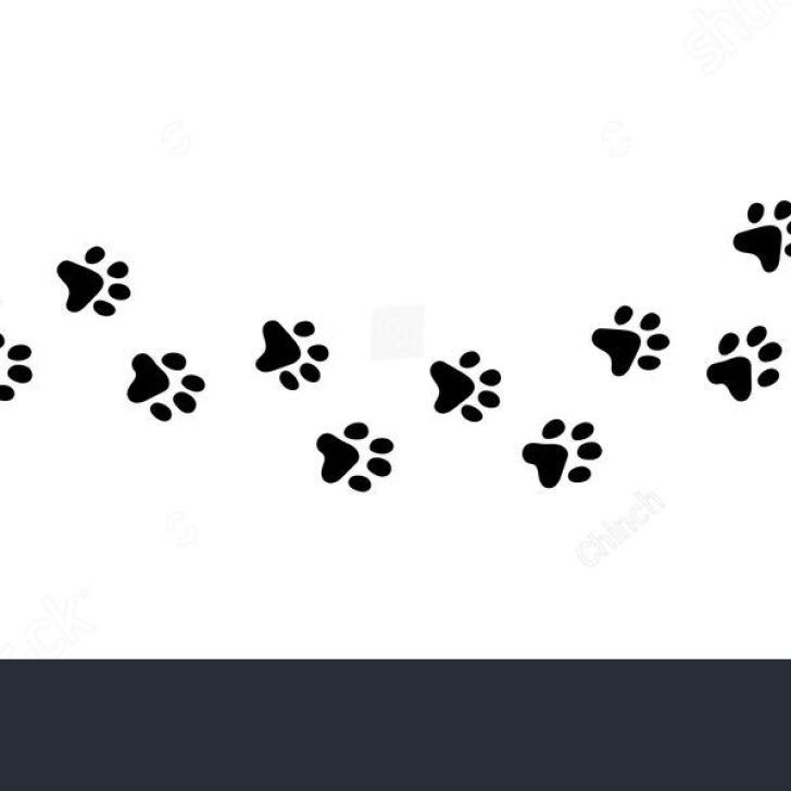 Кошачьи следы