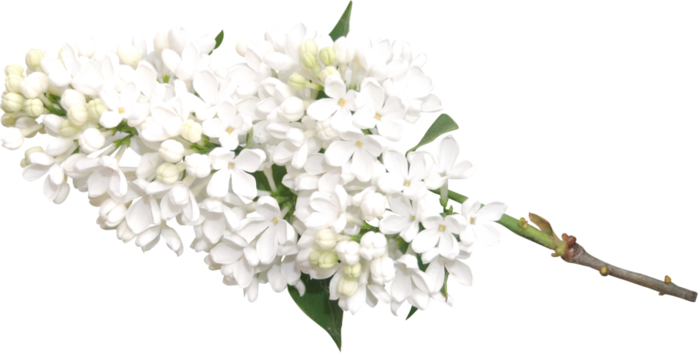 Белая сирень