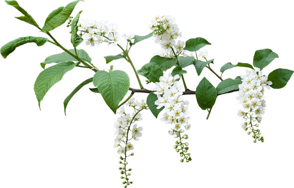 Черемуха куст