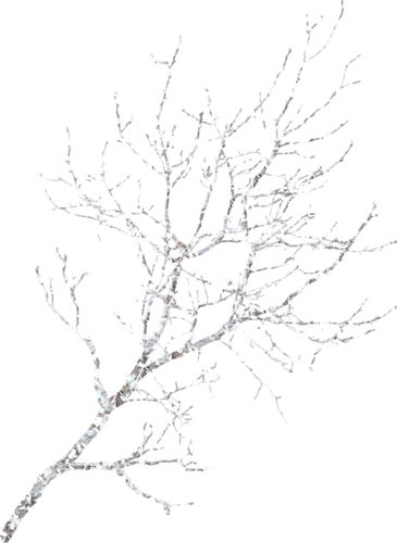 Заснеженные ветки на прозрачном фоне