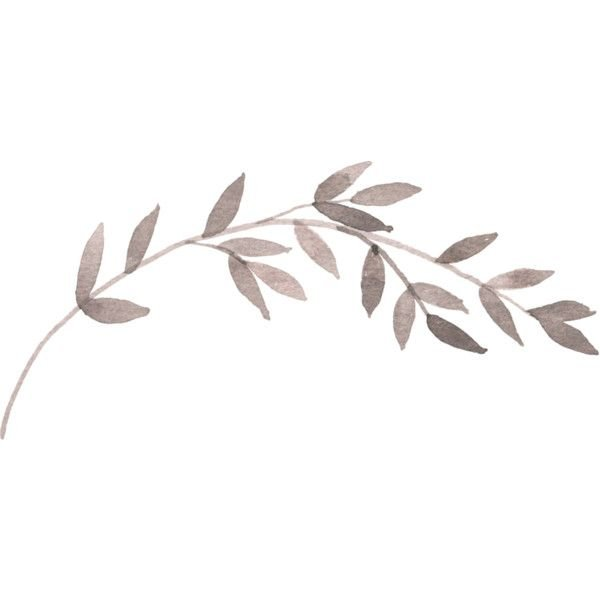 Ветка без фона