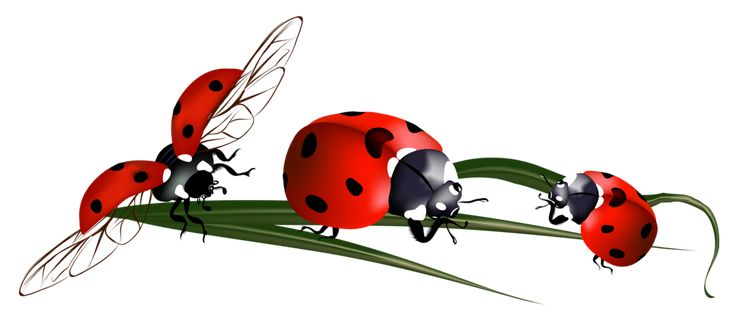 Божья коровка насекомое