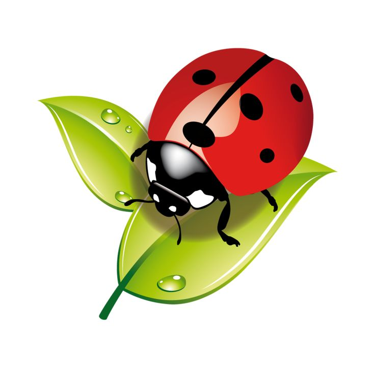 Букашка на белом фоне