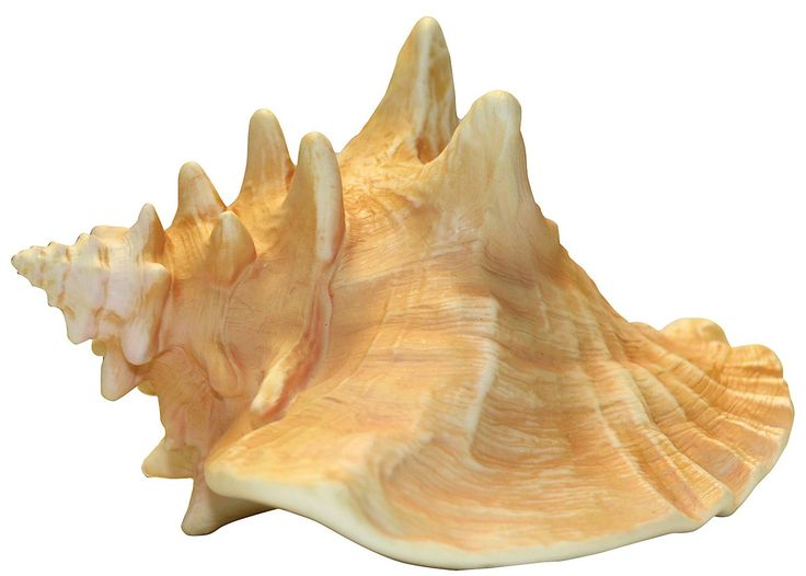 Раковина Conch Shell