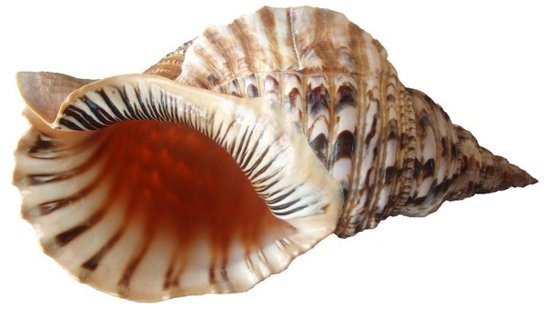 Морская раковина