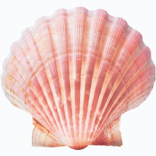 Розовая Ракушка
