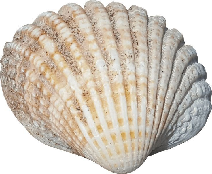 Красивые морские раковины