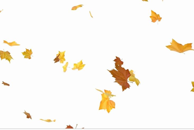 Осенний листопад на прозрачном фоне
