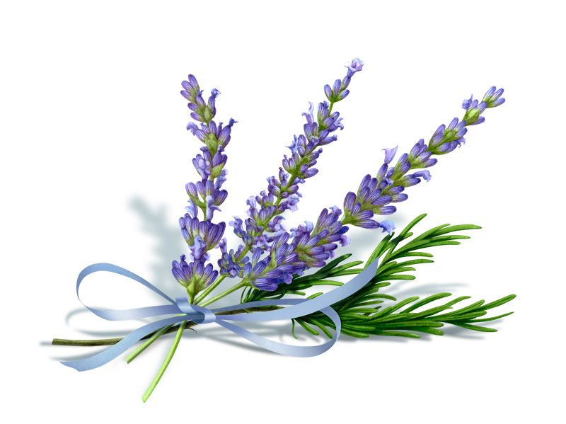 Лаванда Альба