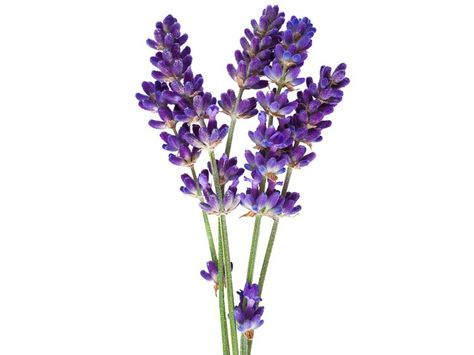 Лаванда соцветие