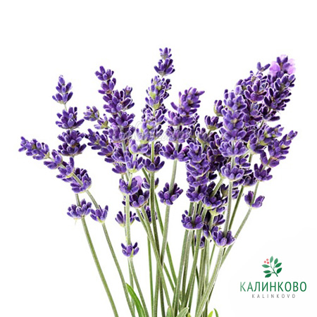 Котовник Фассена