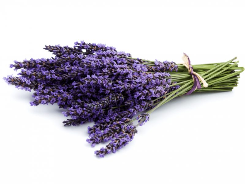 Лаванда stoechas