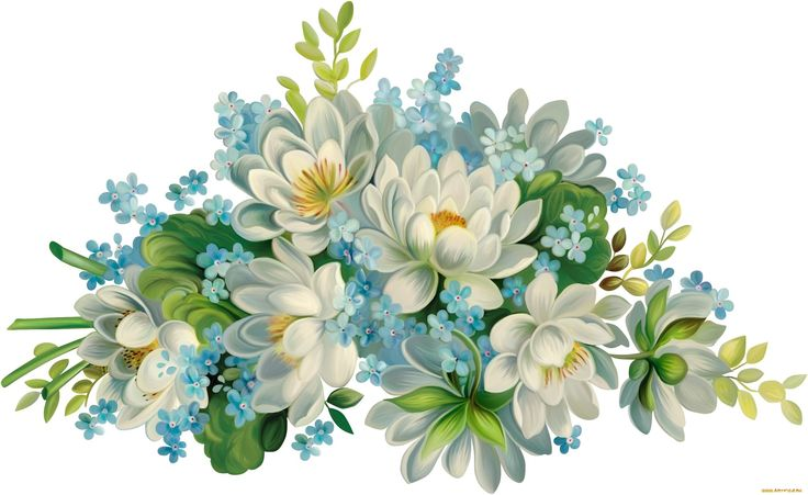 Картинки цветы на прозрачном фоне