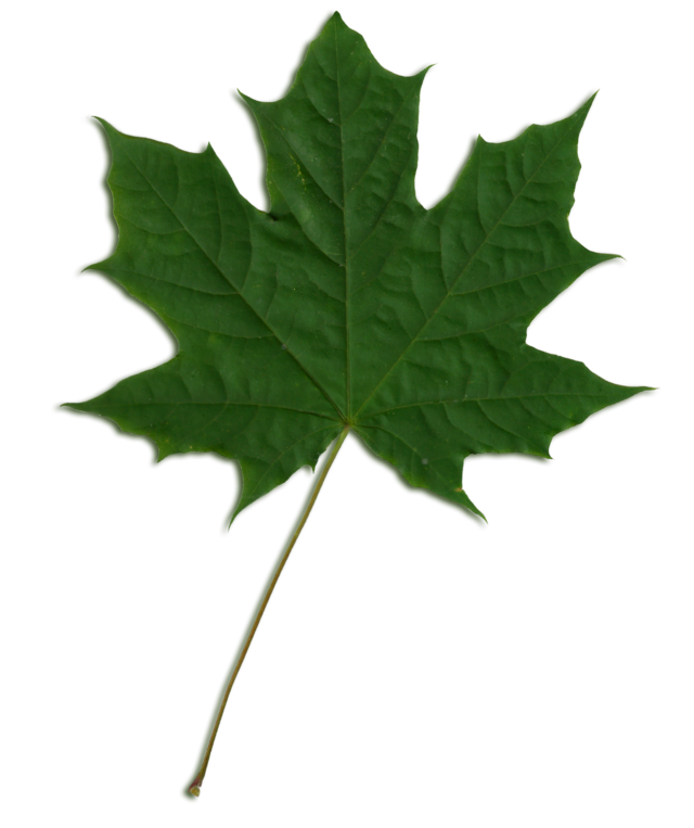 Acer pseudoplatanus leaves листья