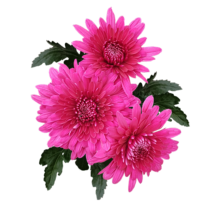 Хризантемы на прозрачном фоне