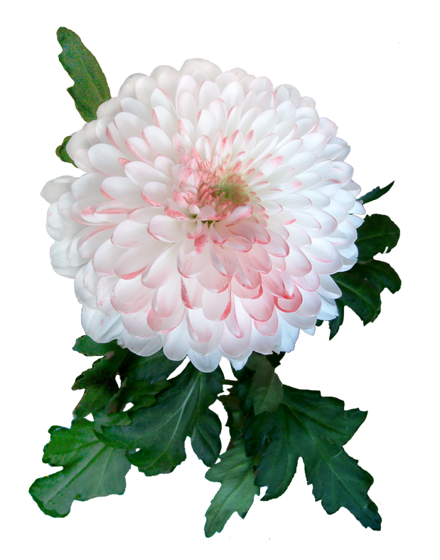 Хризантема одноголовая Princess Anna