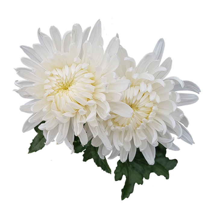 Хризантема Коконат